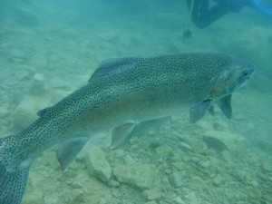 Capernwray (12)