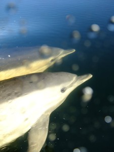 Diving3